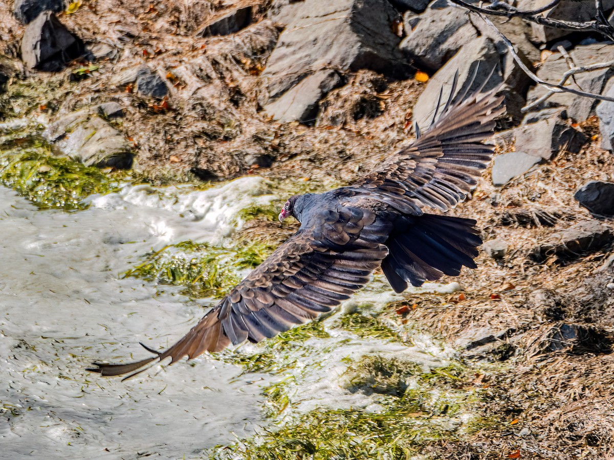 Turkey Vulture - ML624572102