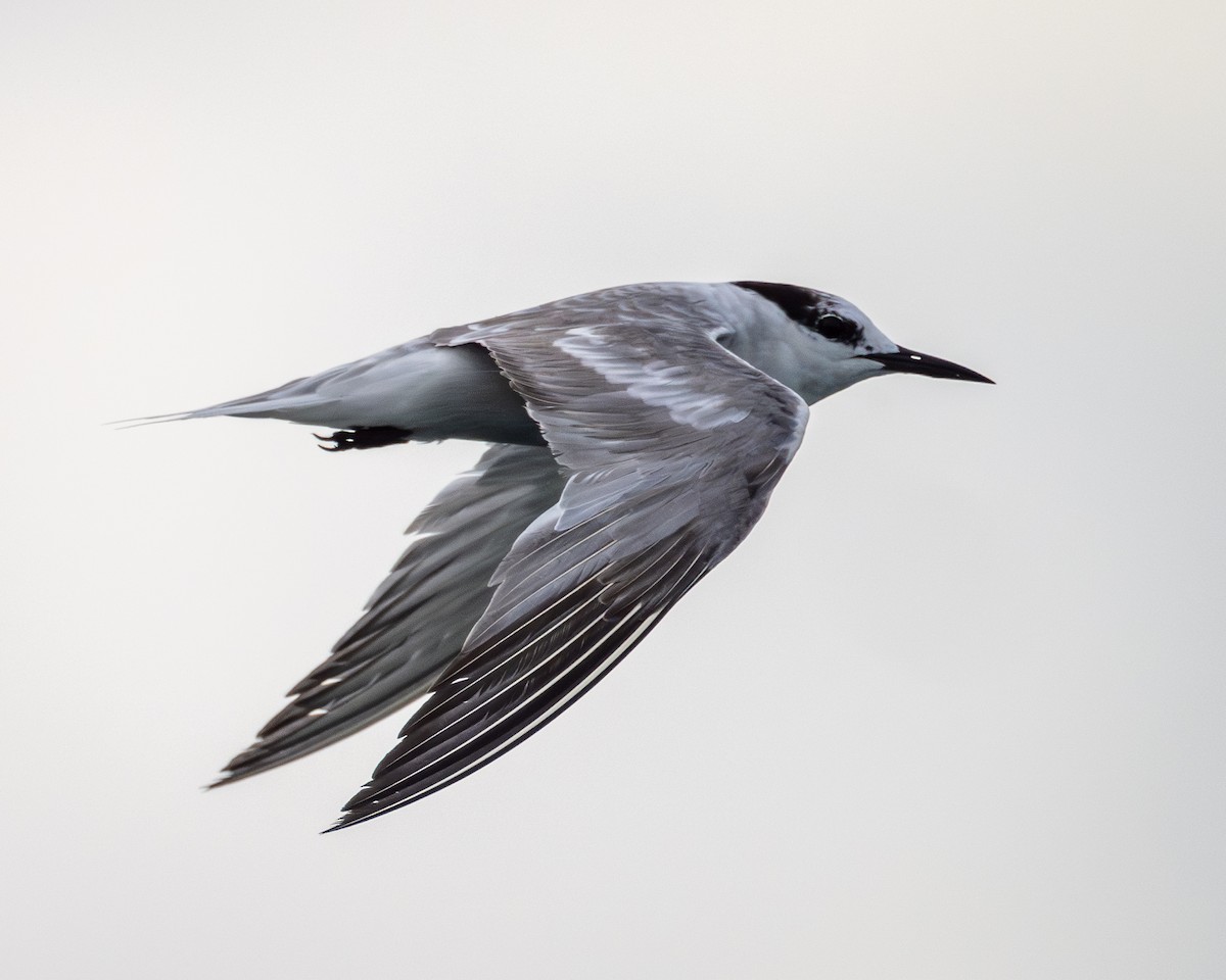 Aleutian Tern - ML624572121