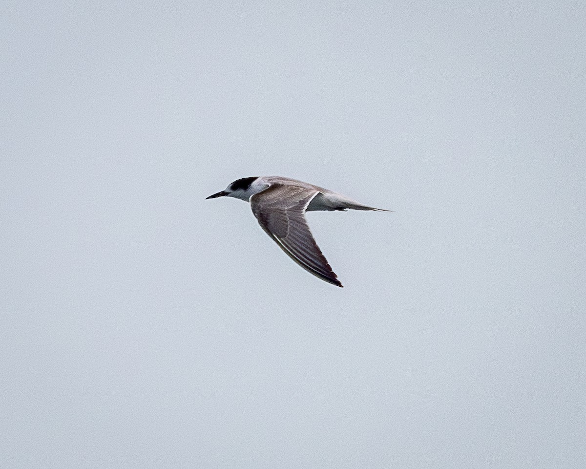Common Tern - ML624572126