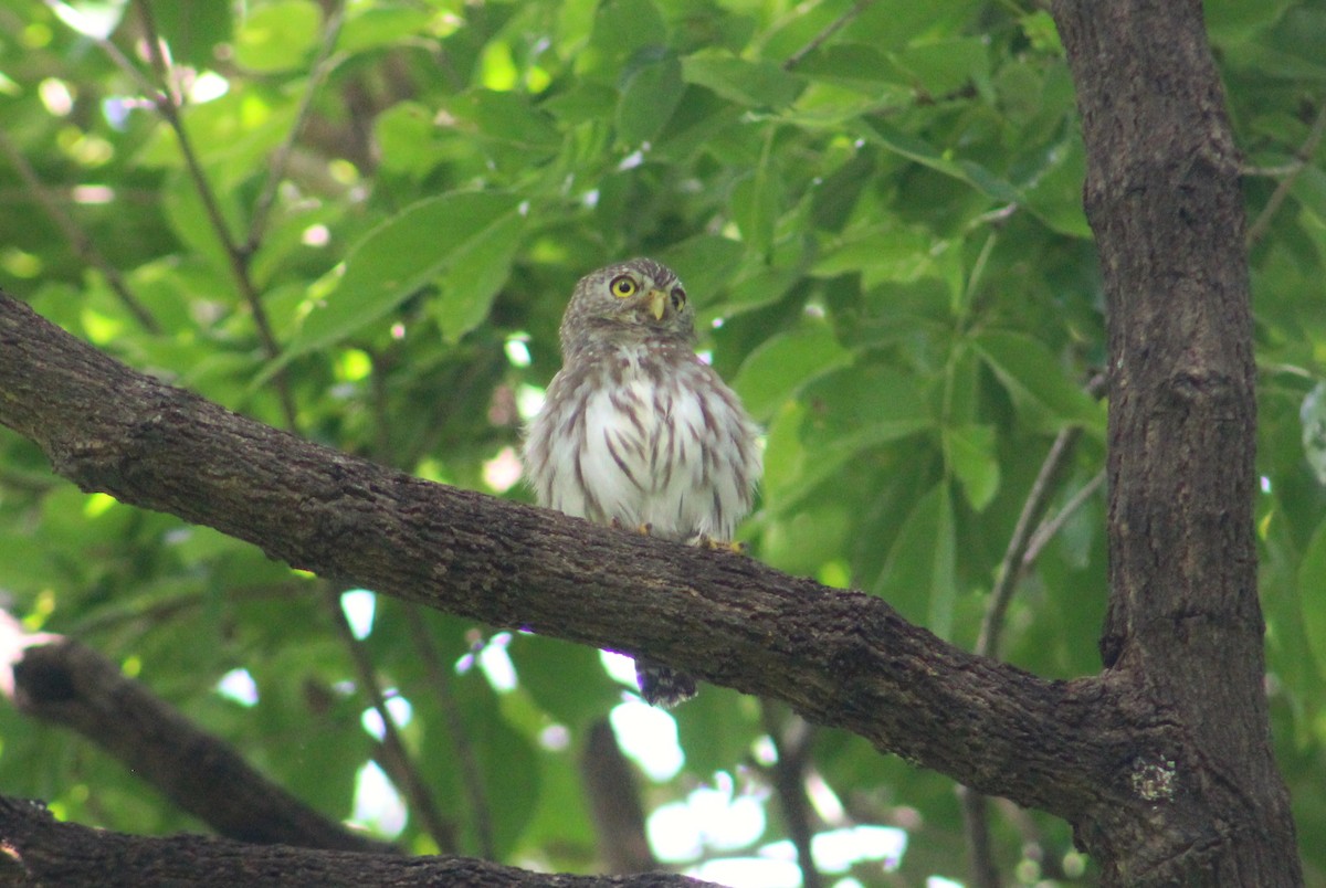 Ferruginous Pygmy-Owl - ML624572145