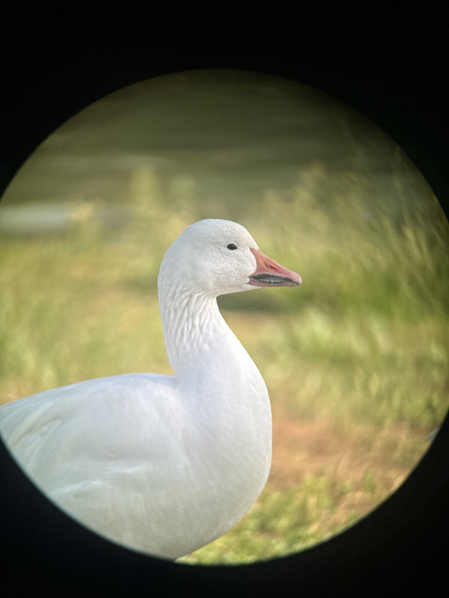 Snow Goose - ML624572151