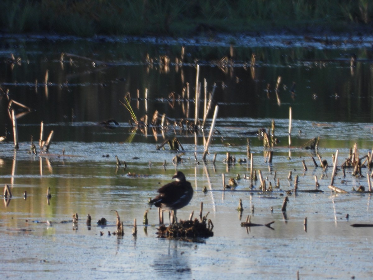 Common Gallinule - ML624572153