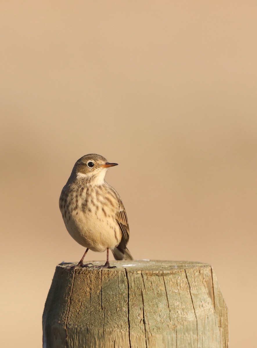 American Pipit - ML624572155