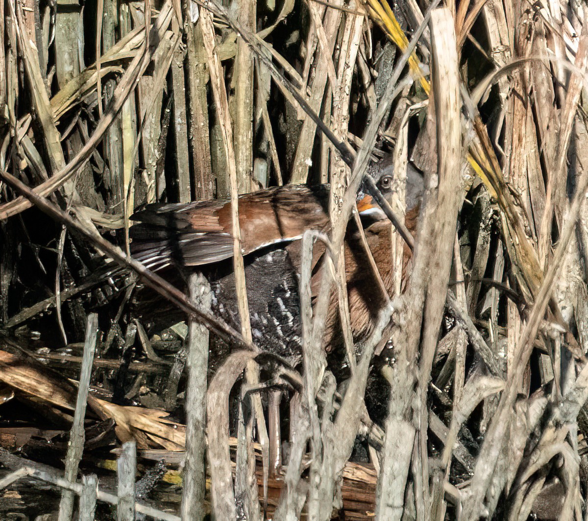 Virginia Rail - ML624572156