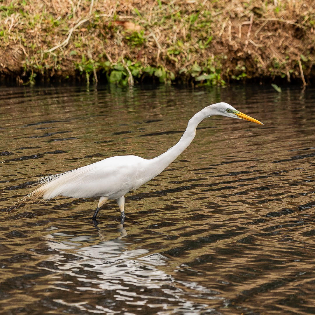 Great Egret - ML624572157