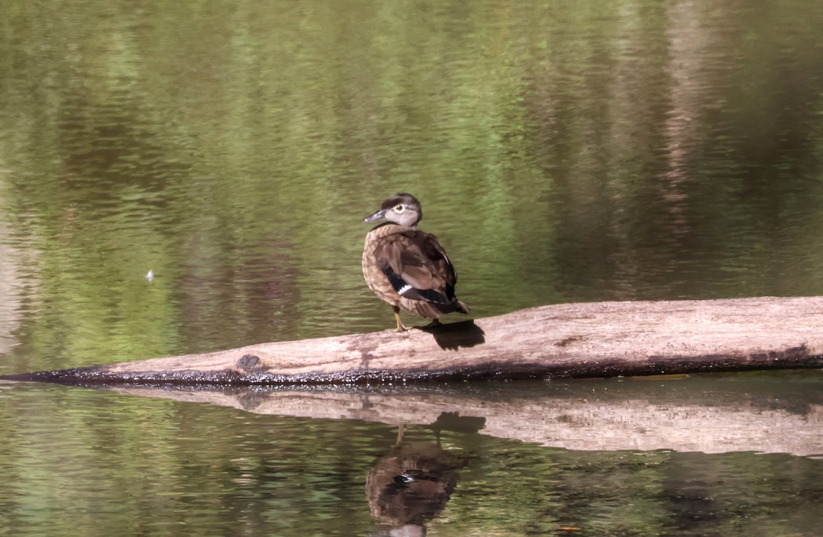 Wood Duck - ML624572158