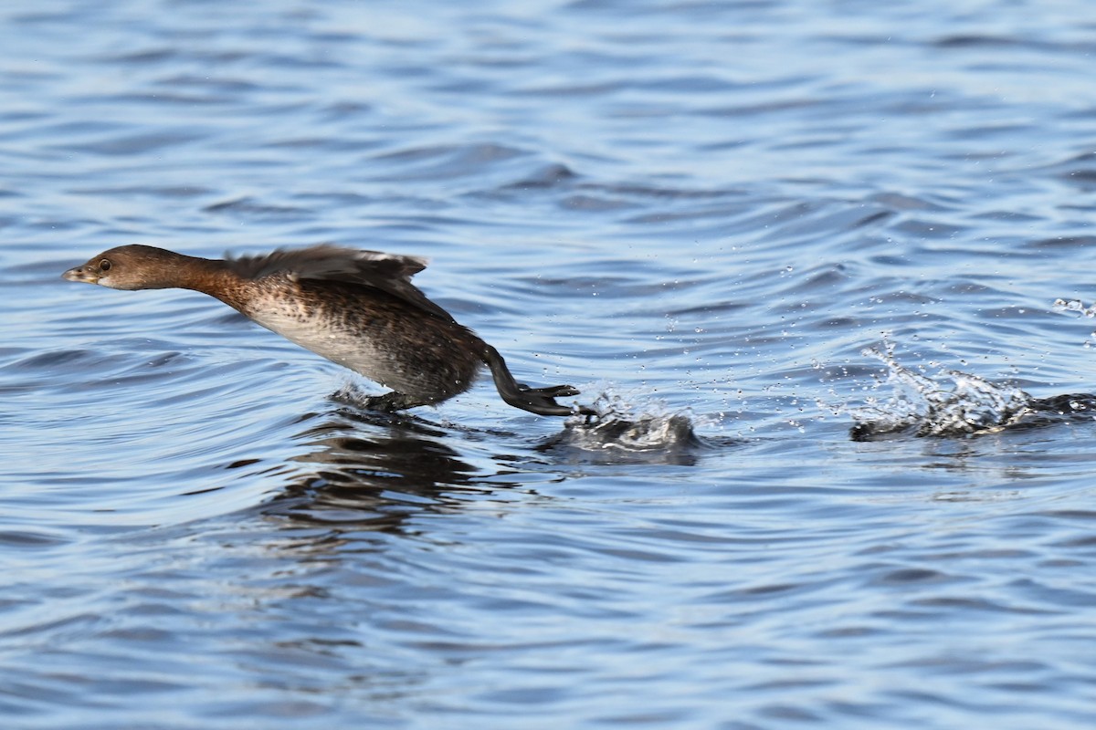 Pied-billed Grebe - ML624572161