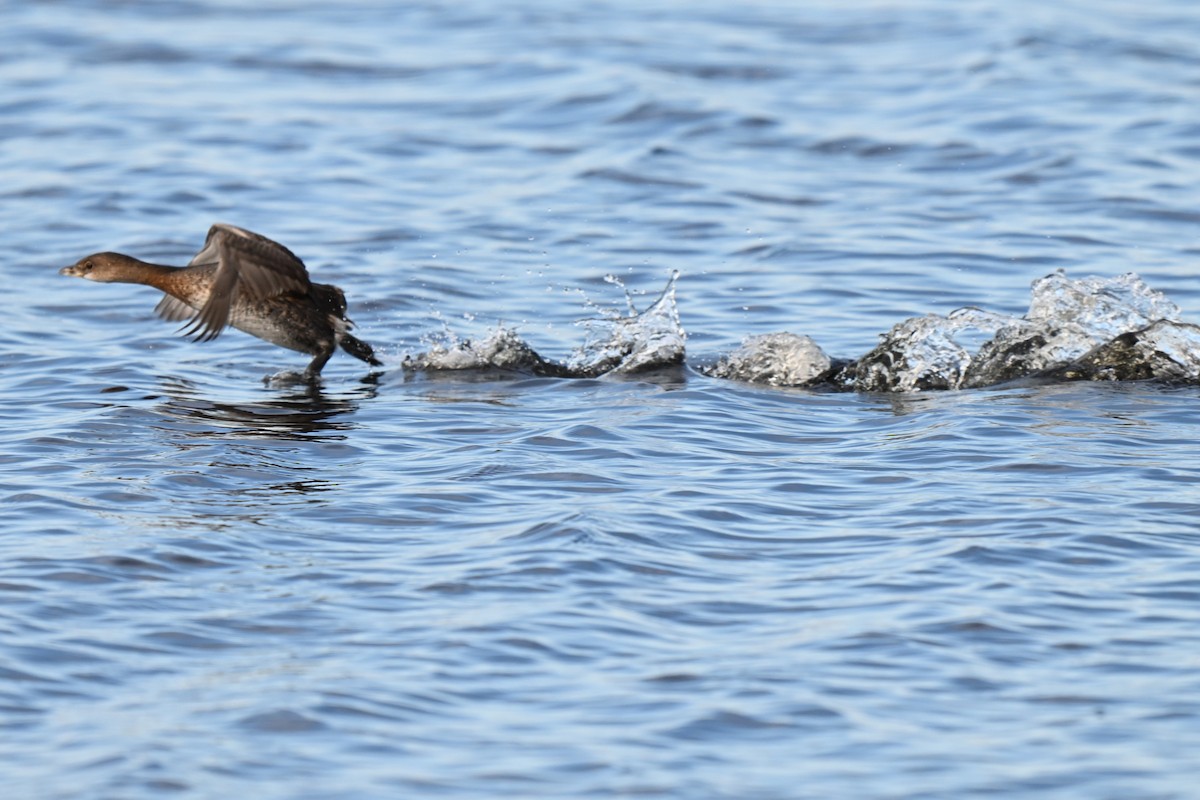 Pied-billed Grebe - ML624572162