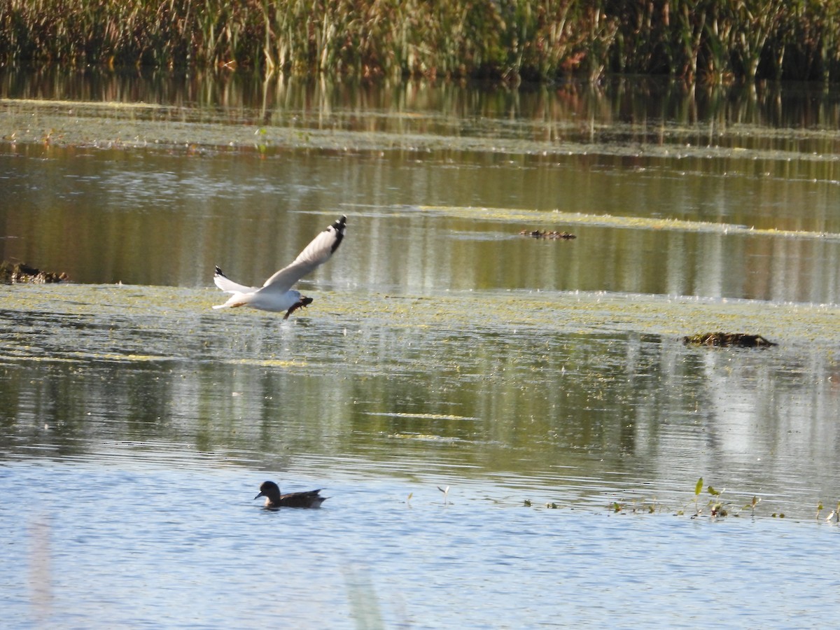 Ring-billed Gull - ML624572163