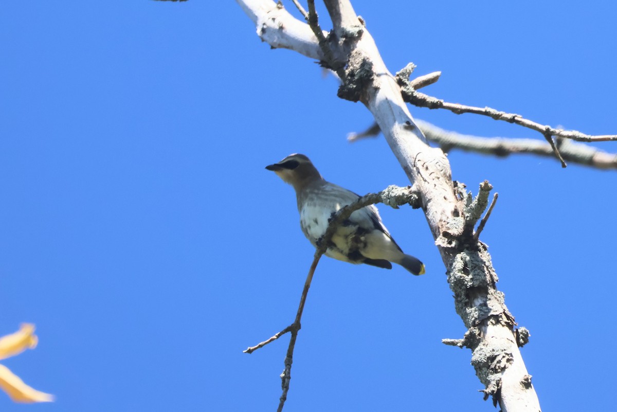 Cedar Waxwing - ML624572164