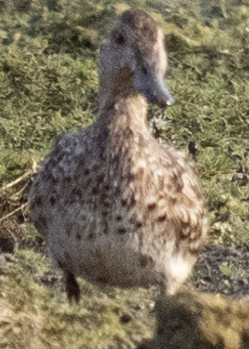 Green-winged Teal - ML624572165