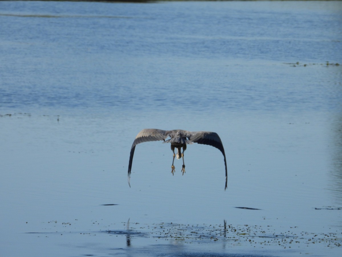 Great Blue Heron - ML624572168