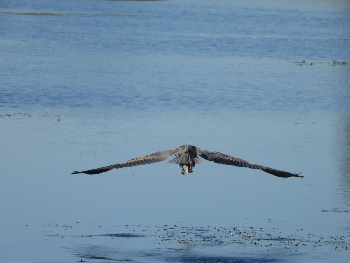 Great Blue Heron - ML624572169