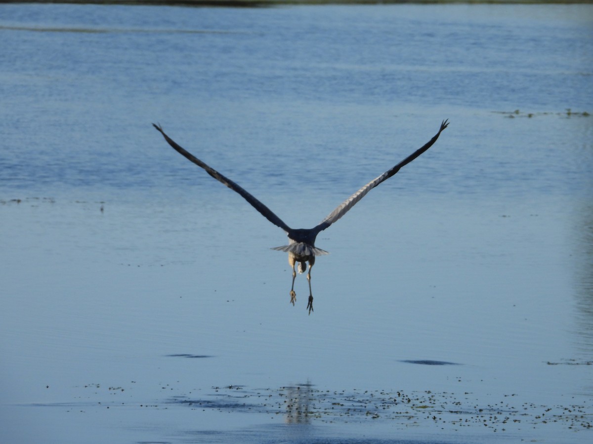 Great Blue Heron - ML624572170