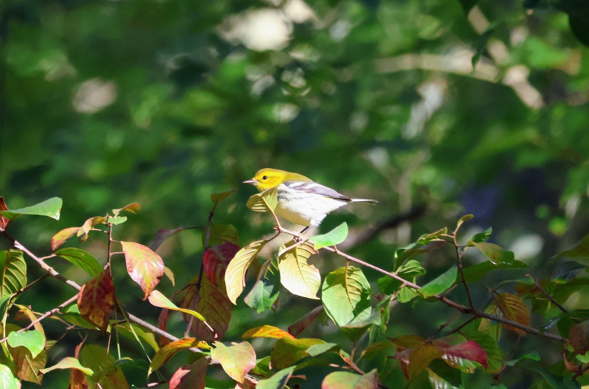 Black-throated Green Warbler - ML624572171