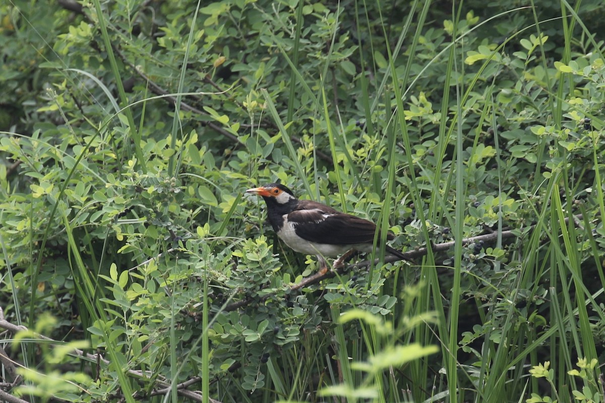 Indian Pied Starling - ML624572172