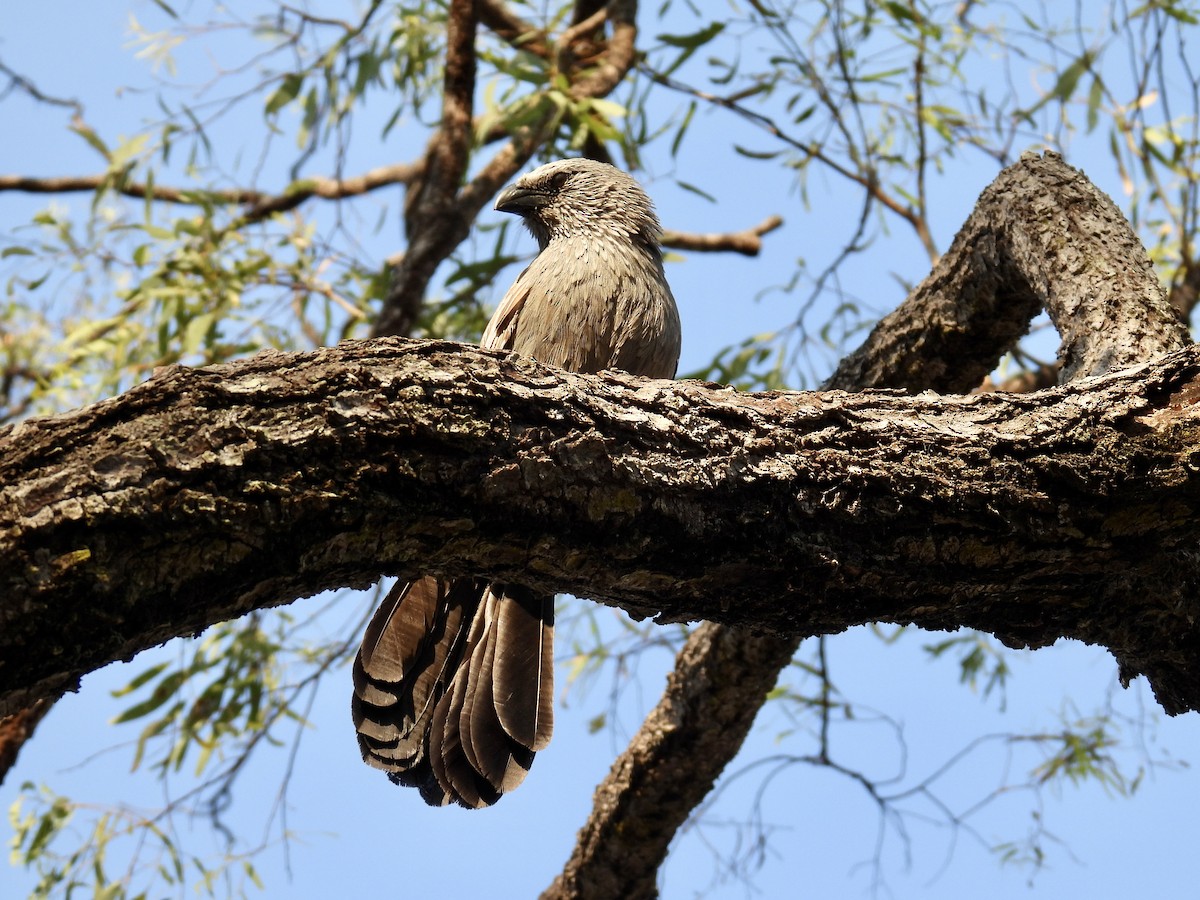 Apostlebird - ML624572174