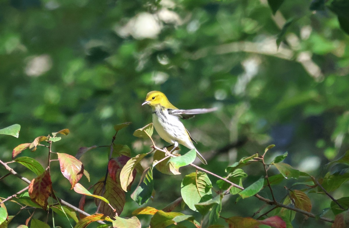 Black-throated Green Warbler - ML624572175