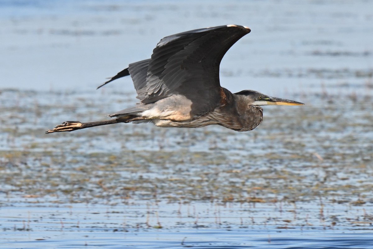 Great Blue Heron (Great Blue) - Donna Carter