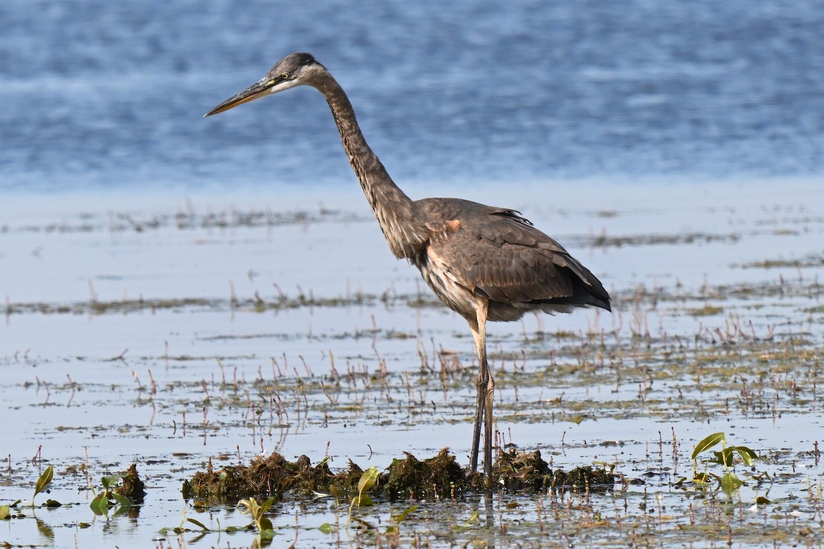 Great Blue Heron (Great Blue) - Donna Carter