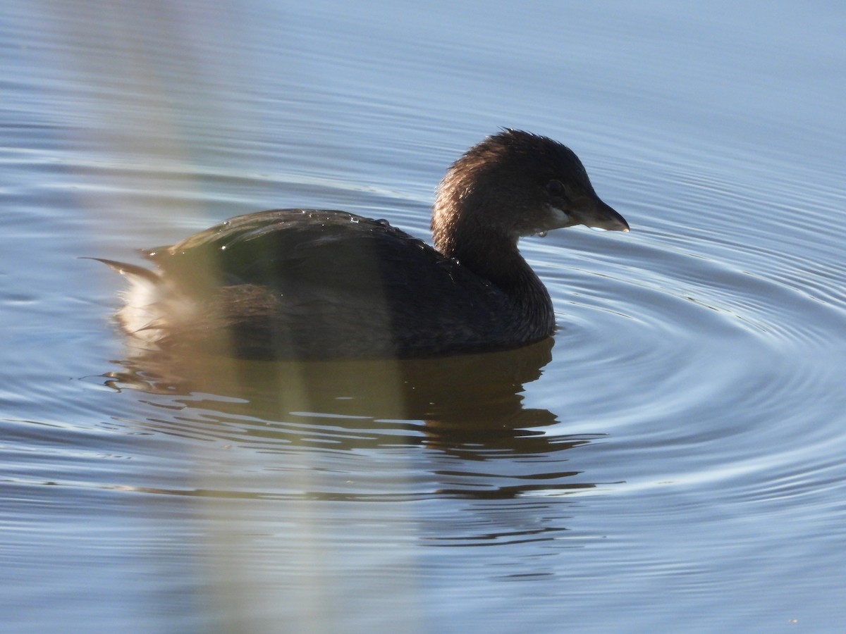 Pied-billed Grebe - ML624572181