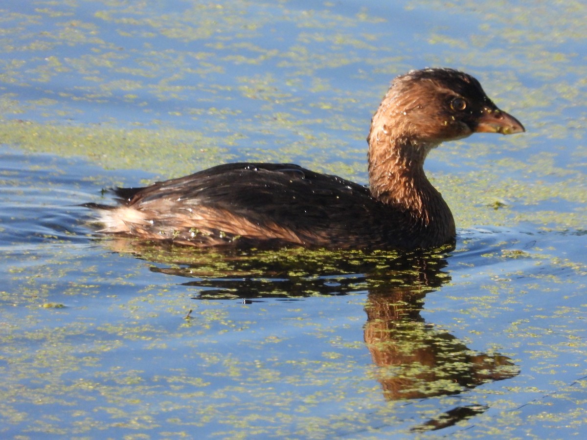 Pied-billed Grebe - ML624572182