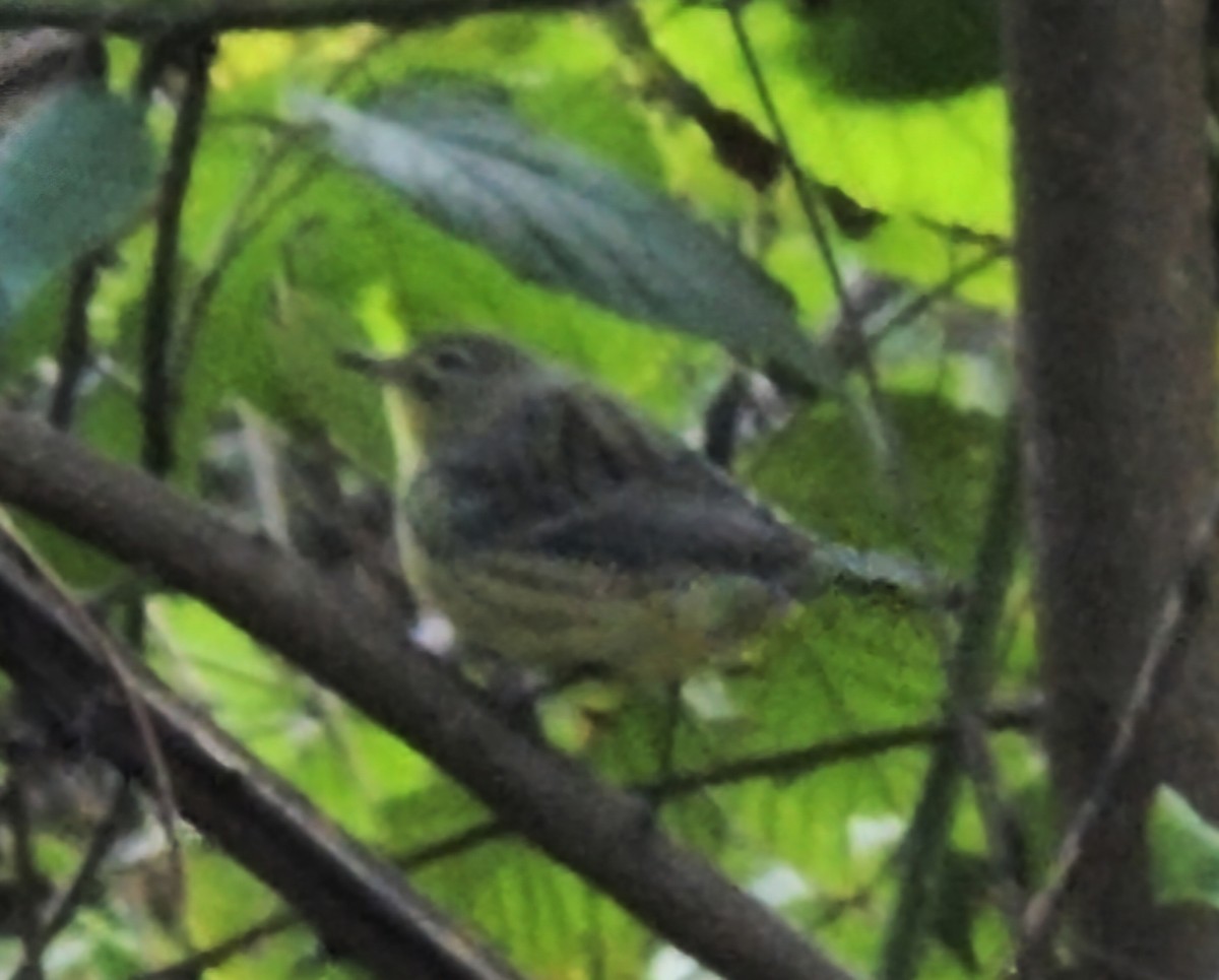 Kirtland's Warbler - Janice Frye