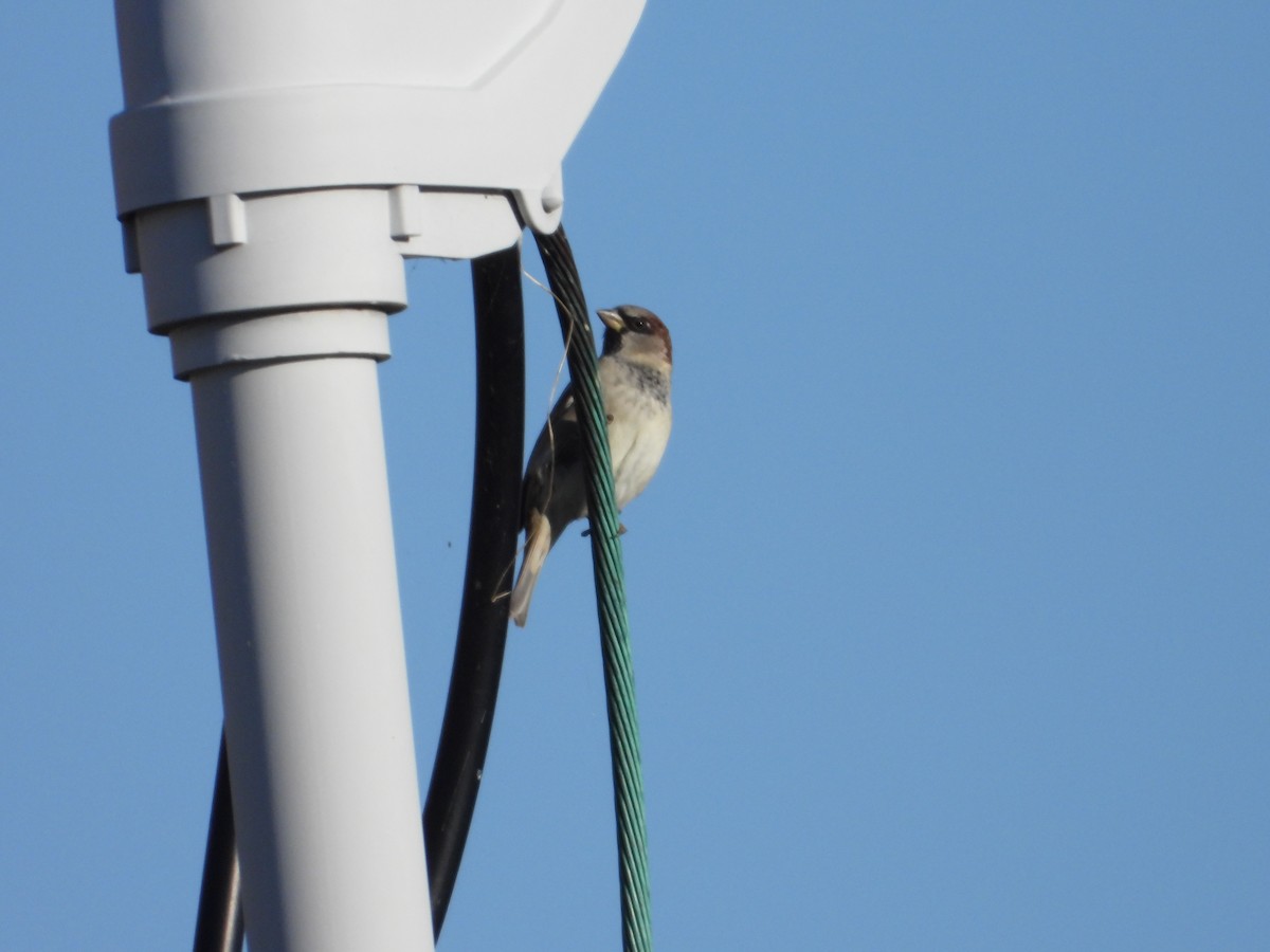 House Sparrow - ML624572197