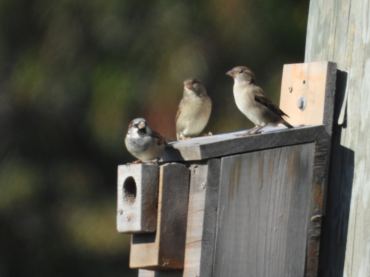 House Sparrow - ML624572198