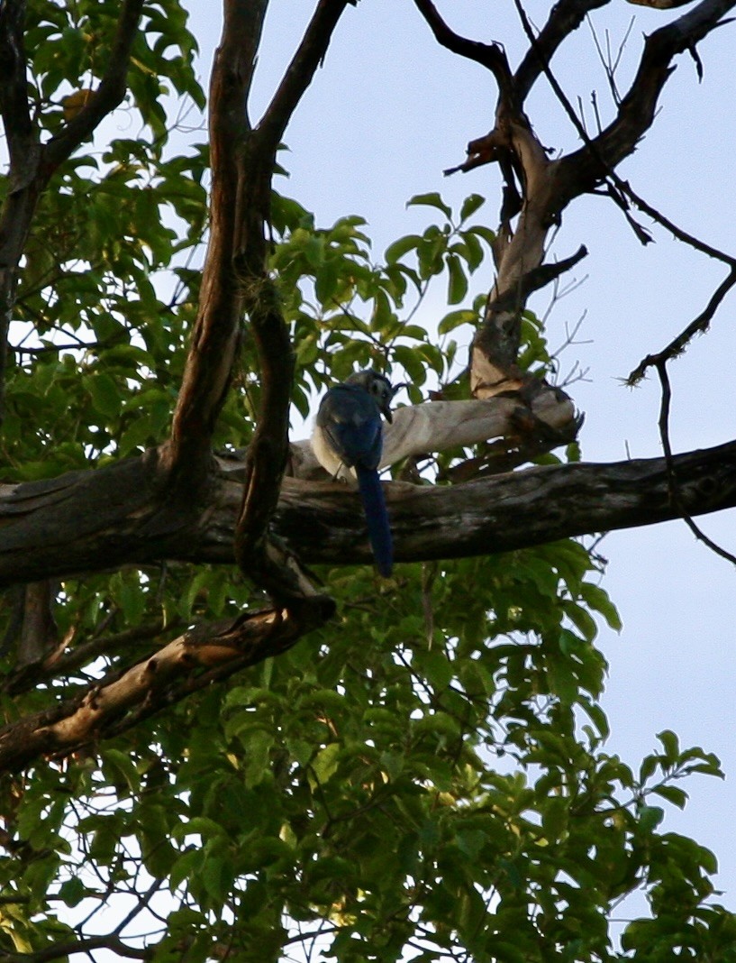 White-throated Magpie-Jay - ML624572210