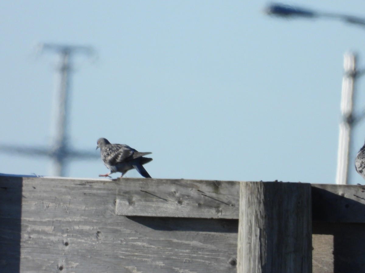 Rock Pigeon (Feral Pigeon) - Denis Provencher COHL