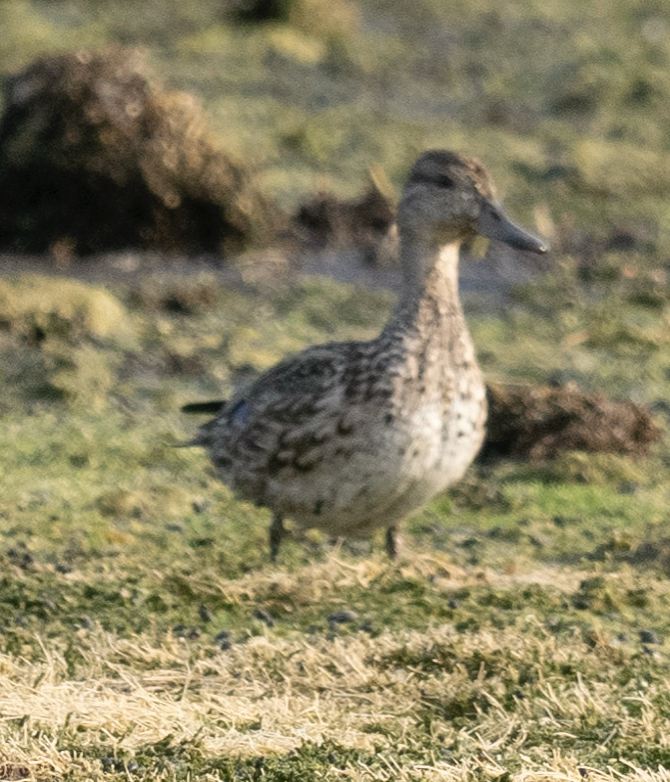 Green-winged Teal - ML624572214