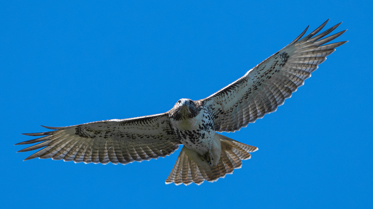 Red-tailed Hawk - Xinsheng Wei