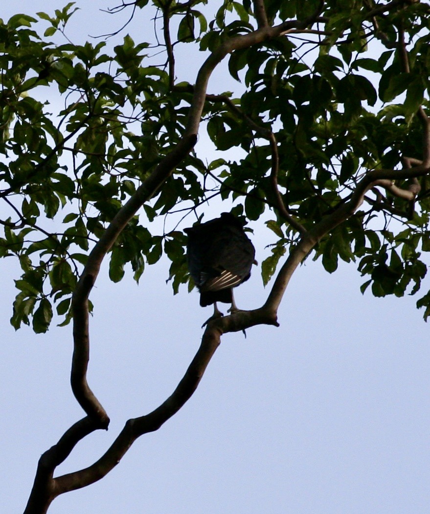 Black Vulture - ML624572261