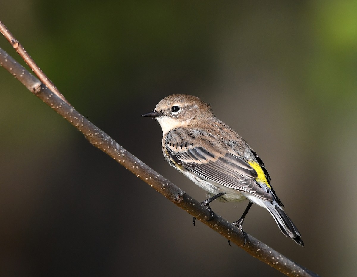 Yellow-rumped Warbler - ML624572292