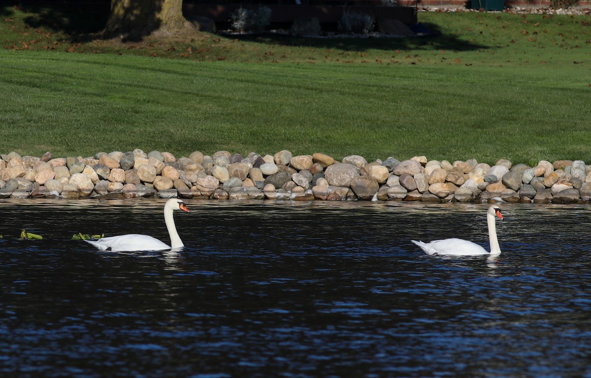 Mute Swan - ML624572293