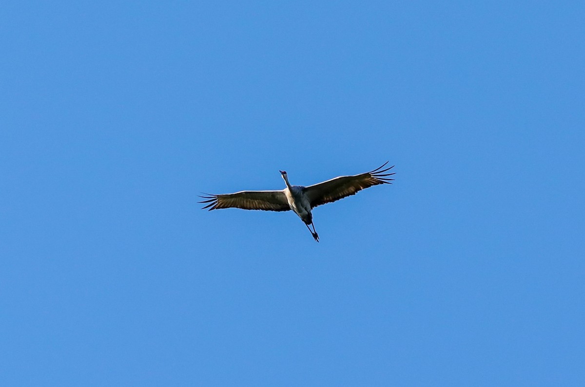 Sandhill Crane - ML624572299