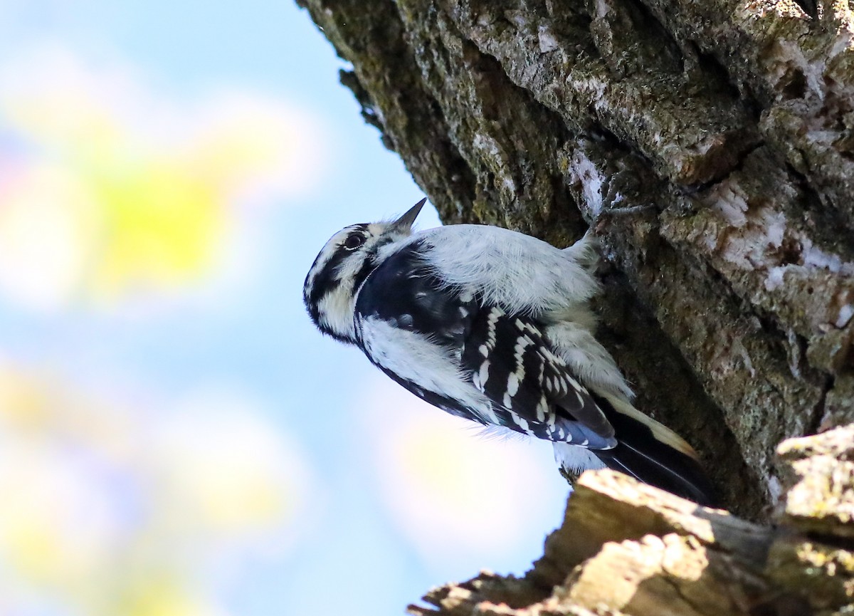 Downy Woodpecker - ML624572310