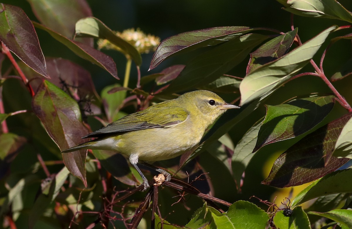 Tennessee Warbler - ML624572318