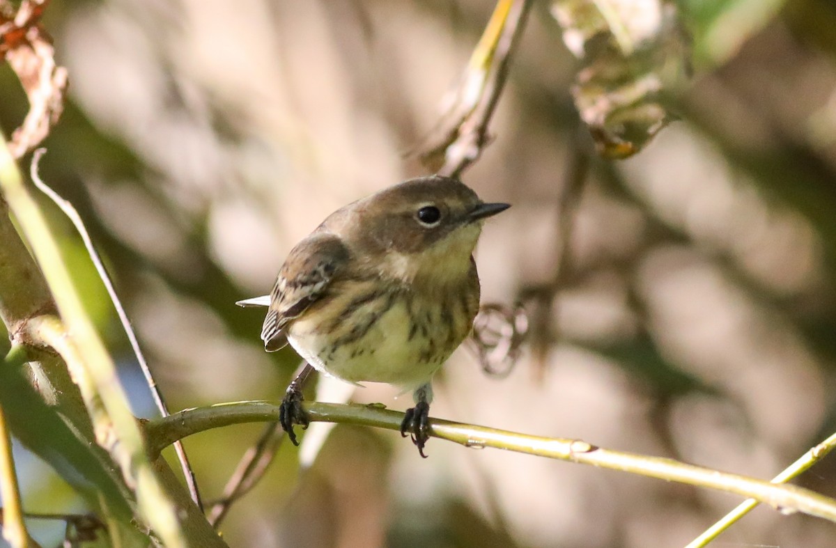 Yellow-rumped Warbler - ML624572327