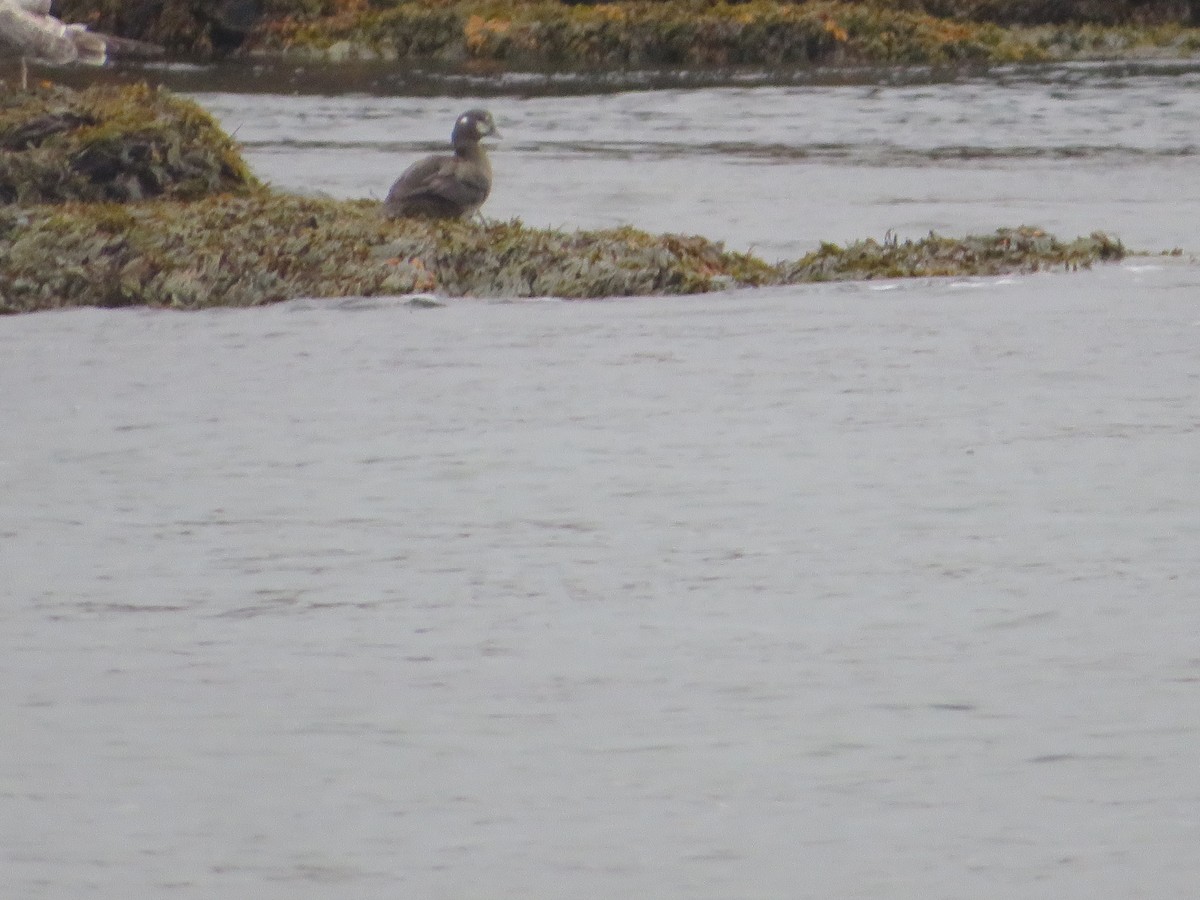 Harlequin Duck - ML624572333
