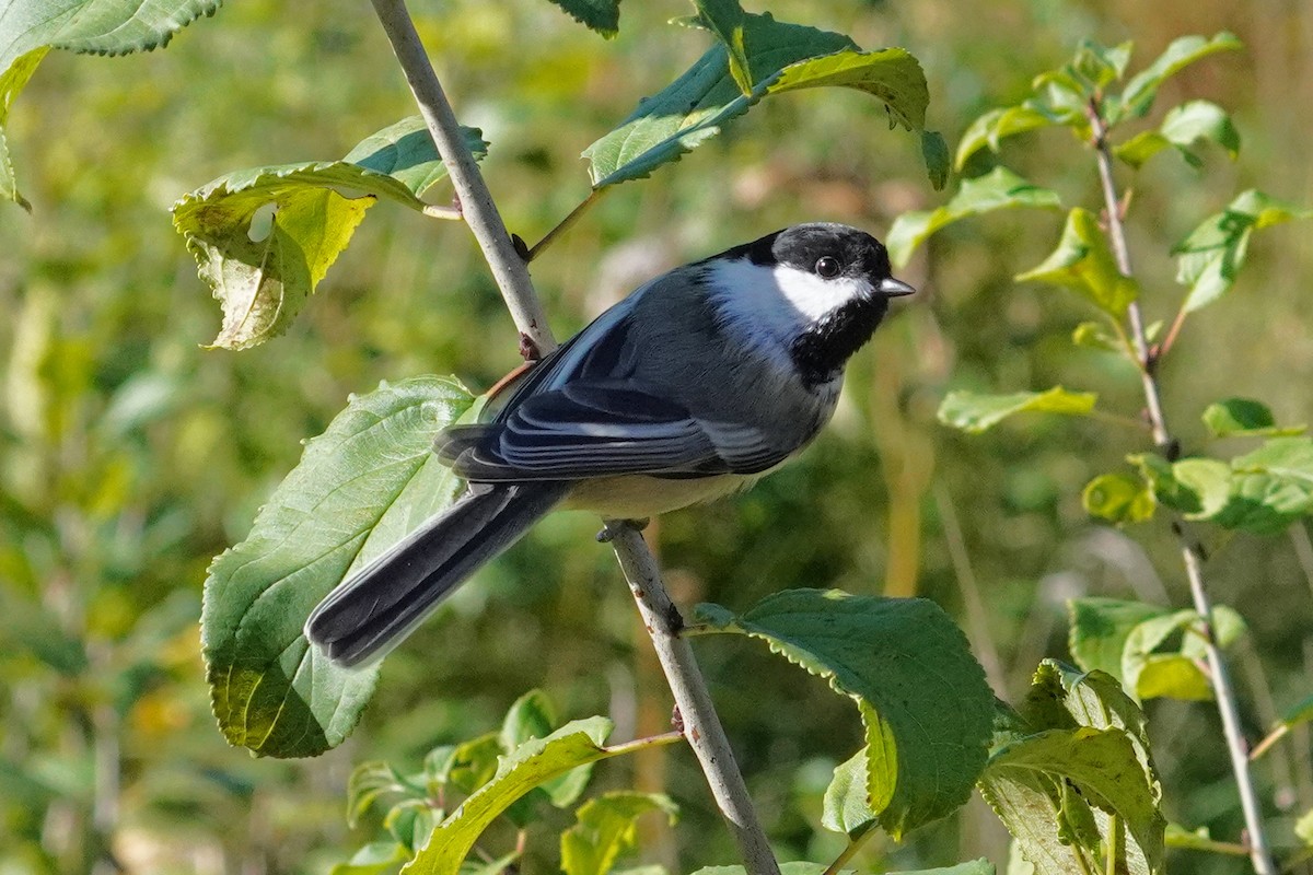 Mésange à tête noire - ML624572460