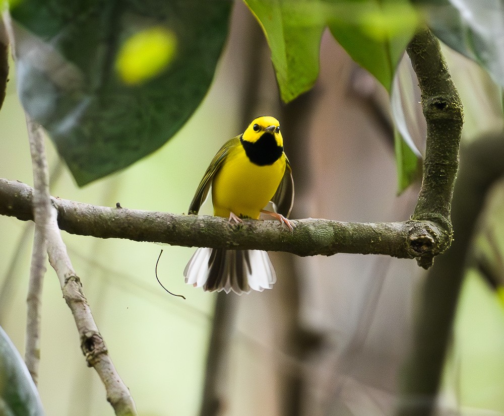 Hooded Warbler - Jose-Miguel Ponciano