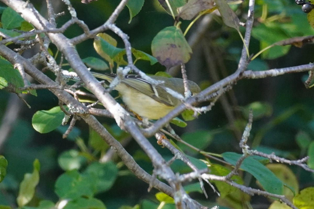 Roitelet à couronne rubis - ML624572471