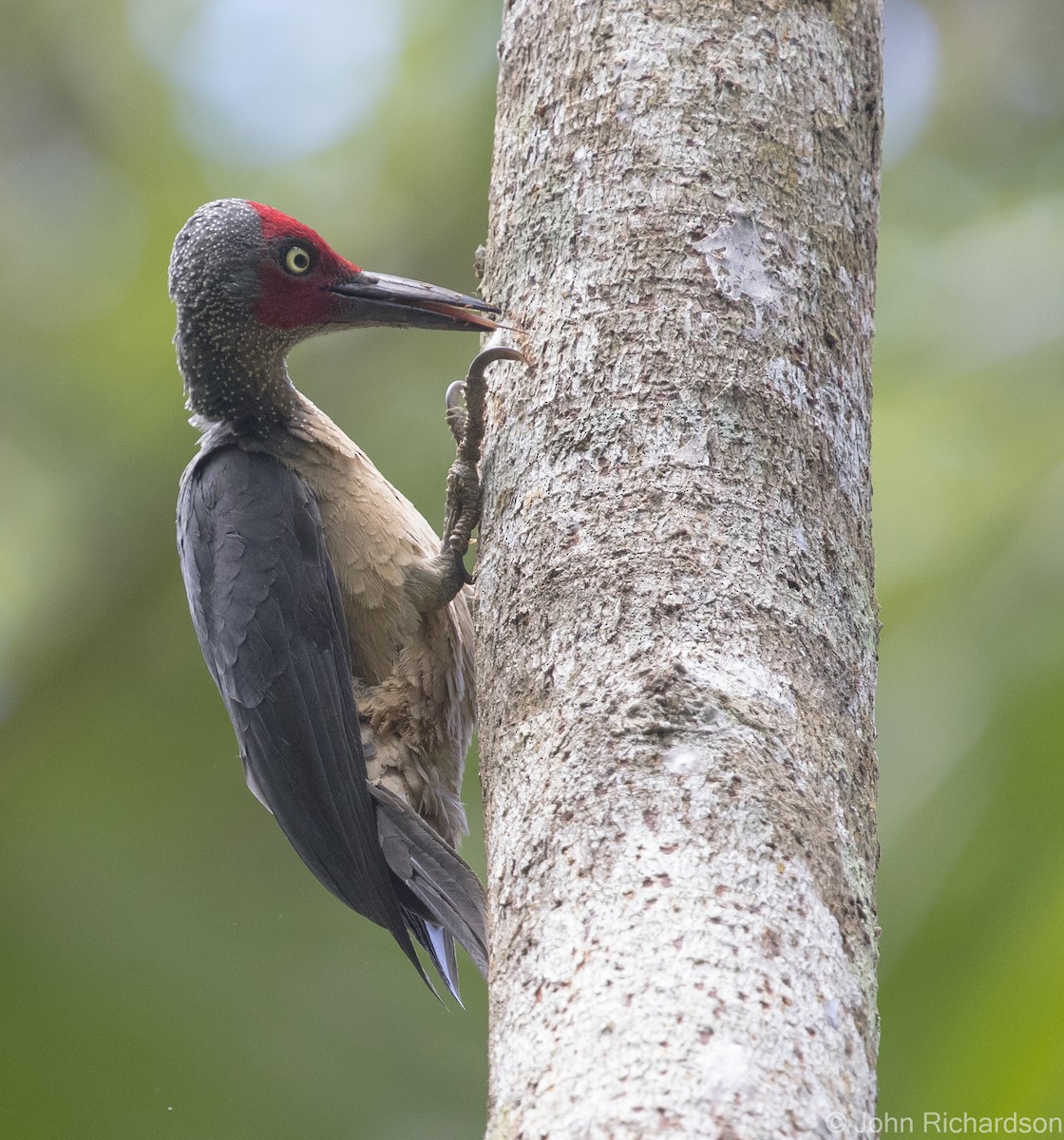 Ashy Woodpecker - John Richardson