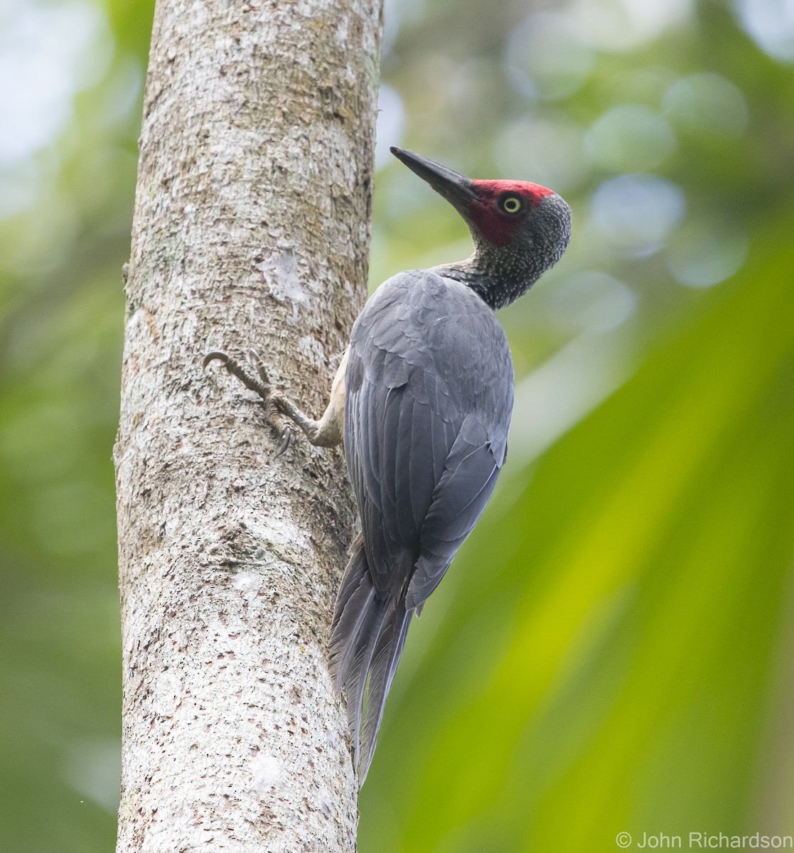 Ashy Woodpecker - John Richardson