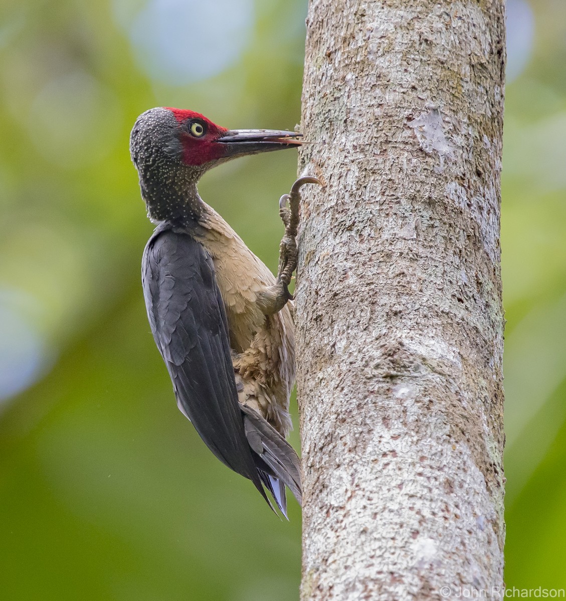 Ashy Woodpecker - ML624572474