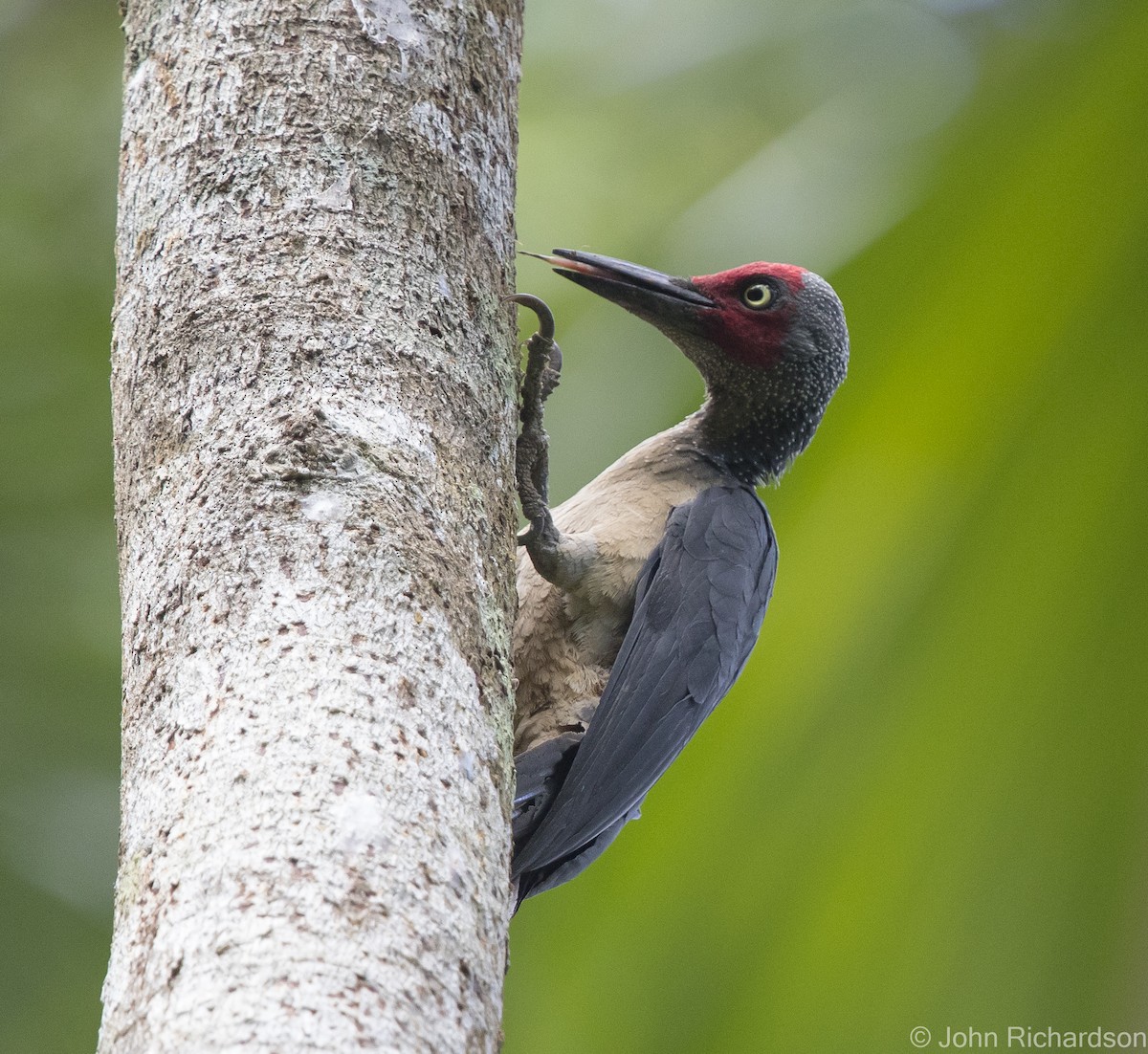 Ashy Woodpecker - ML624572475