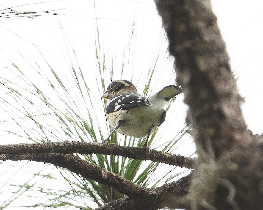 Rose-breasted Grosbeak - Jose-Miguel Ponciano