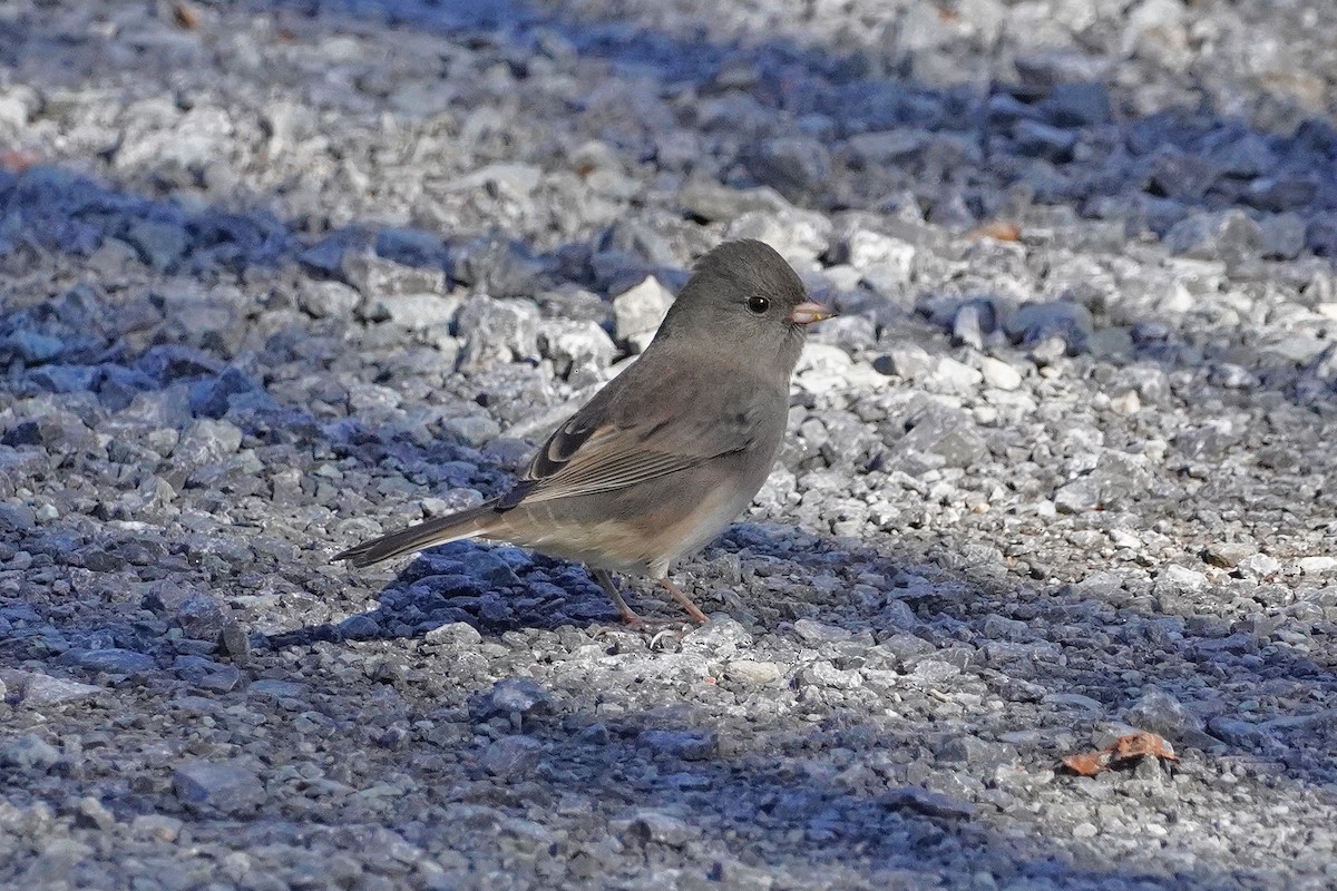 Junco ardoisé - ML624572479